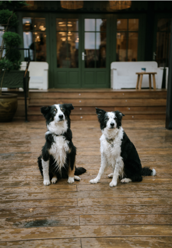 Mariage Léa & Jérome - Pet friendly