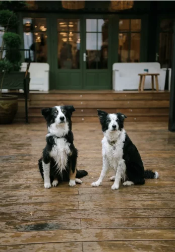 Mariage Léa  Jérome - Pet friendly