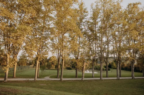Shooting Ambiance Mariage - Allée de platanes