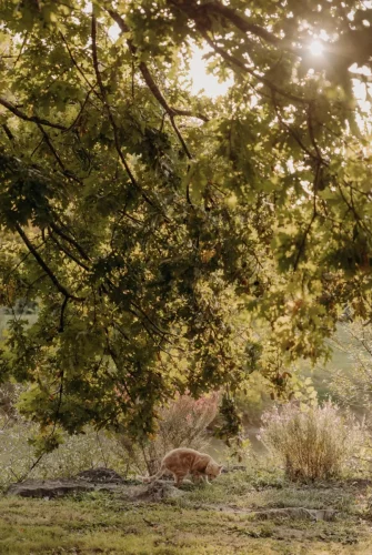 Shooting Ambiance Mariage - Mascotte