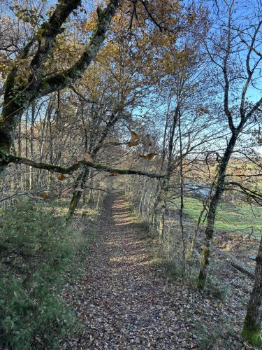 Chemin menant au gîte cabane